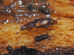 Epuraea unicolor