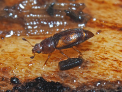 Epuraea unicolor