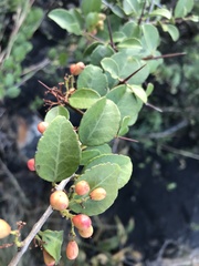 Gymnosporia nemorosa