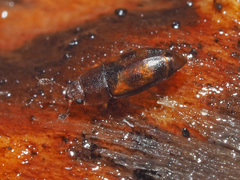 Epuraea unicolor