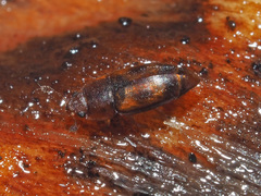 Epuraea unicolor