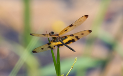 Rhyothemis variegata