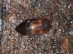 Epuraea unicolor