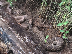 Masticophis flagellum flagellum