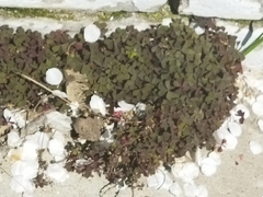 Oxalis corniculata
