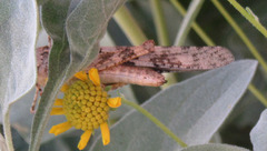 Trimerotropis pallidipennis