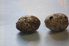 Sacoglottis amazonica