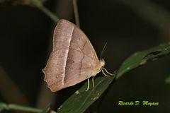 Taygetis tripunctata