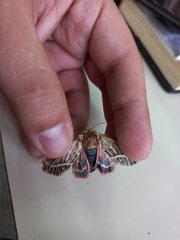Chlanidophora albicancellata