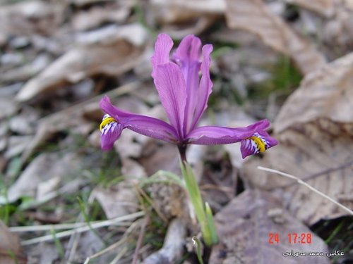 Iris reticulata (Iris reticulata)