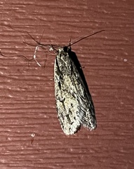 Semioscopis aurorella