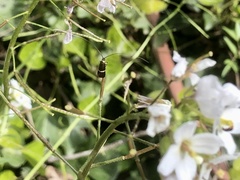 Adela australis