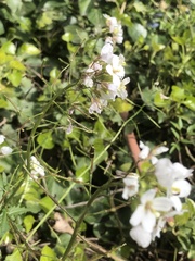 Adela australis