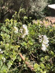 Adela australis