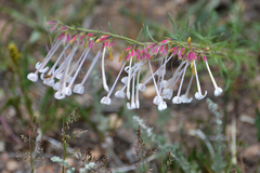 Ipomopsis aggregata collina