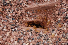 Myrmecocystus mexicanus