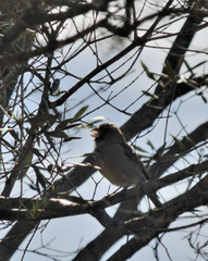 Crithagra leucoptera