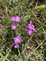 Phlox cuspidata