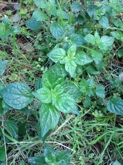 Parietaria judaica