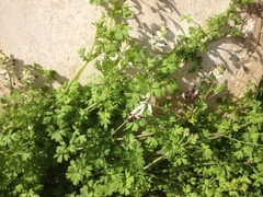 Fumaria capreolata