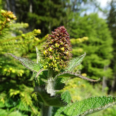 Verbascum alpinum