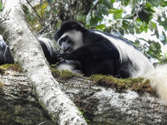 Colobus caudatus