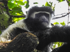 Colobus caudatus