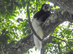 Colobus caudatus