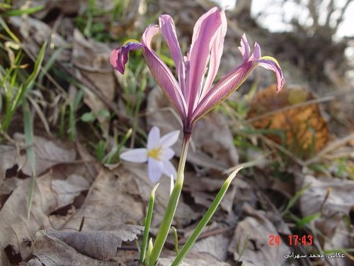 Image of Iris reticulata by (c) Mohammad Sohrabi, some rights reserved (CC BY)