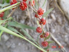 Blitum virgatum