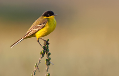 Motacilla flava feldegg