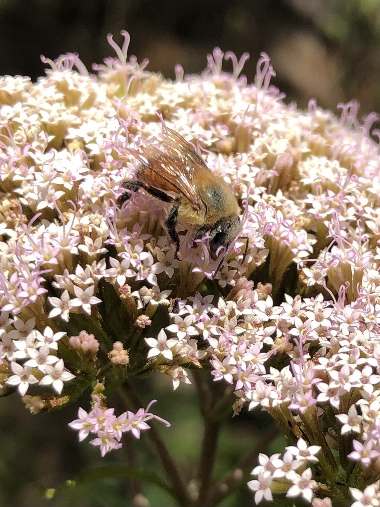 Melipona fasciata