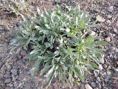 Oenothera cespitosa cespitosa
