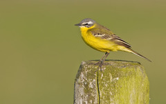 Motacilla flava flava