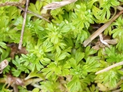 Alchemilla australis