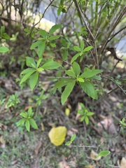 Magnoliopsida
