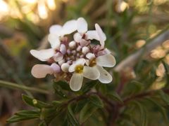 Iberis procumbens