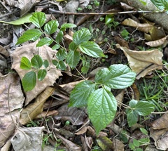 Magnoliopsida