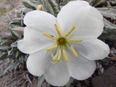 Oenothera cespitosa cespitosa