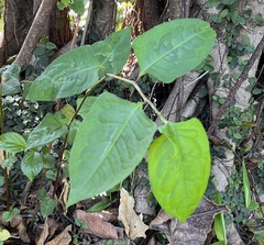 Magnoliopsida