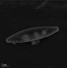 Nitzschia communis