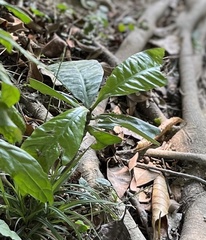 Magnoliopsida