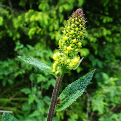 Verbascum alpinum