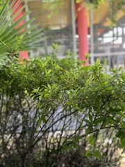 Magnoliopsida