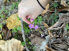 Oxalis debilis