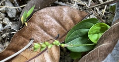 Magnoliopsida