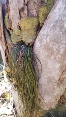 Vittaria lineata image