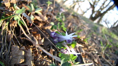 Corydalis pumila