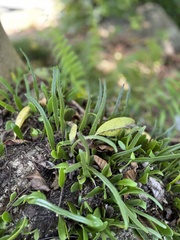 Tracheophyta
