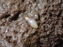 Leucophytia bidentata